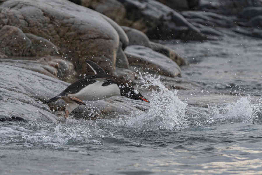 Pingüino Papua o Gentoo - Antártida 12.jpg